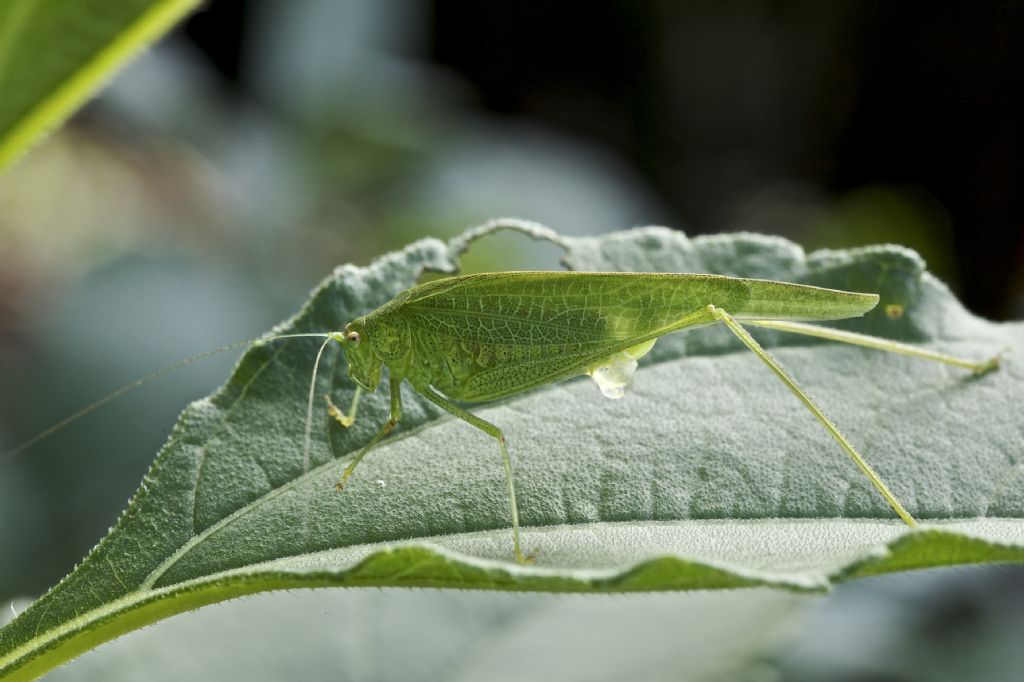Phaneroptera falcata